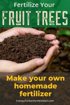 hands holding dirt with text overlay that reads fertiize your fruit trees make your own homemade fertiizer