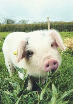 a small pig standing on top of a lush green field