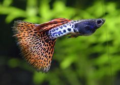 an orange and black fish with spots on it's head is swimming in the water