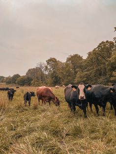 a herd of cattle grazing on top of a dry grass covered field with trees in the background