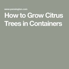 the words how to grow citrus trees in containers on a gray background with white text