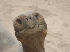 a close up view of the head and neck of a tortoise on a sandy surface