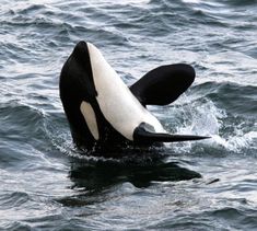 an orca whale is swimming in the water