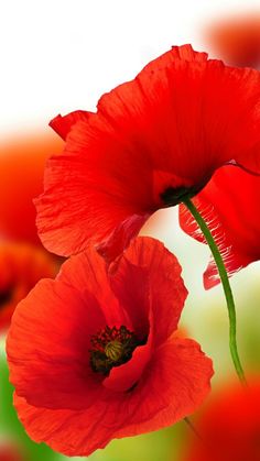 two red flowers with green stems in the background