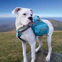 a white dog with a red backpack on top of a hill