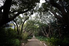 A road with trees on either side photo – Free Cape town Image on Unsplash Road With Trees, Side Photo, Cape Town South Africa, Botanical Garden, Drive In, Rhodes, Cape Town, Hd Photos, Botanical Gardens