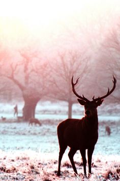 a deer standing in the middle of a field with an arabic quote on it's side