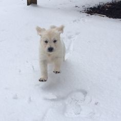 a small white dog running through the snow