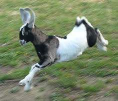 a black and white goat is running in the grass