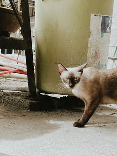 a siamese cat walking on the ground next to a trash can