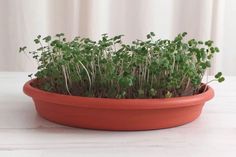 a planter filled with green plants sitting on top of a white table