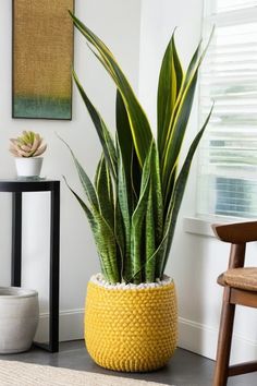 a large green plant in a yellow basket