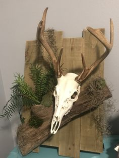 a deer's skull is mounted on a wooden board with moss and ferns