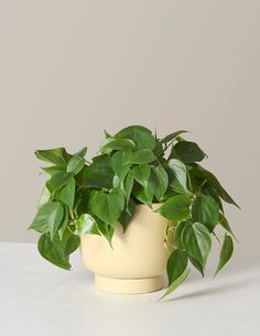 a potted plant sitting on top of a table