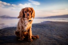 a brown dog sitting on top of a sandy beach