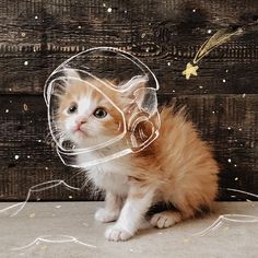 an orange and white kitten wearing a clear mask