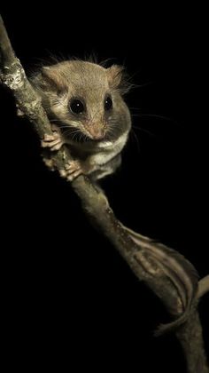 a small rodent sitting on top of a tree branch in the dark, looking at the camera