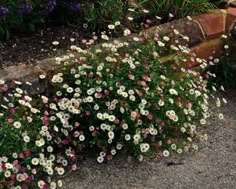 some white and pink flowers are growing in the gravel near a brick wall with purple, yellow and red flowers on it