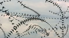 a flock of birds flying in the sky