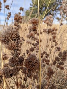 some very pretty plants in a big grassy field