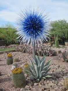 a cactus garden filled with lots of different types of plants