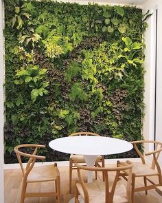 an indoor living wall with green plants on the walls and wooden chairs around it in front of a white table