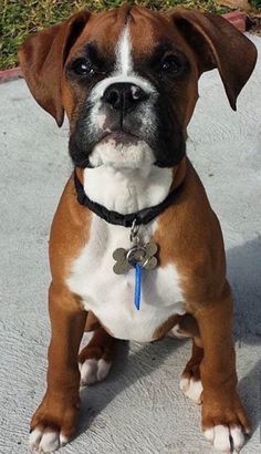 a brown and white dog sitting on top of a sidewalk