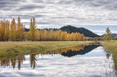 a river running through a lush green field next to trees with yellow leaves on them