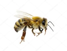 a close up of a bee on a white background