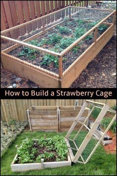 an image of a garden with plants growing in it and the words how to build a strawberry cage