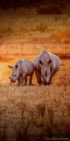 two rhinos are standing in the grass