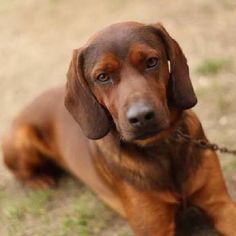 a brown dog laying on top of a grass covered field next to a chain link