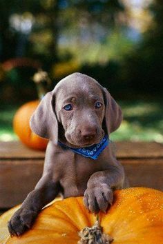 a puppy sitting on top of a pumpkin with the words happy tuesday written below it