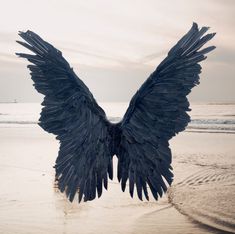 a large black bird with its wings spread out on the beach