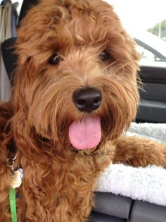 a brown dog sitting in the back seat of a car with its tongue hanging out