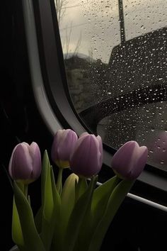 three purple tulips sitting in front of a window with rain drops on it