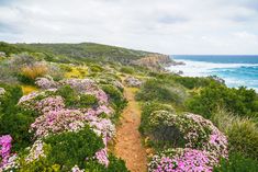 a dirt path leading to the ocean with pink flowers growing on both sides and blue water in the background