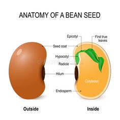 the anatomy of a bean seed