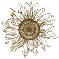 a sunflower on a white background in the style of engraving, hand drawn illustration