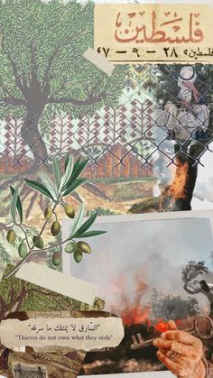 the collage is made up of photos and pictures with words in arabic, including an olive tree