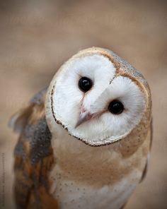 an owl looking at the camera with its eyes wide open and it's head slightly tilted