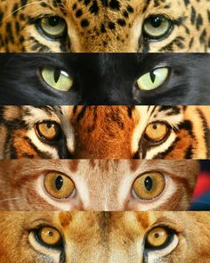 four different pictures of the same animal's eyes, each with their own color scheme