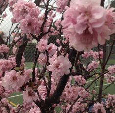 pink flowers blooming on the branches of a tree in front of a tennis court