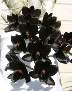 a bunch of black flowers sitting on top of a white table