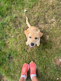 a person standing next to a brown dog on top of a grass covered field with their feet in the air