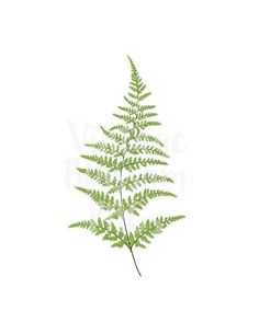 a green fern leaf on a white background