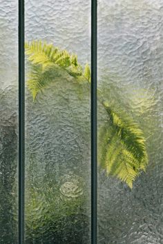 the window is covered with frost and green plants