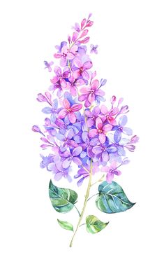 a watercolor painting of purple flowers with green leaves