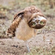 an owl is standing on its hind legs in the dirt and looking at the camera