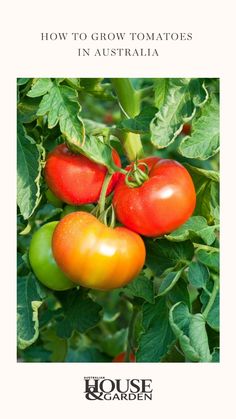 tomatoes growing on the vine with text overlay that reads how to grow tomatoes in australia